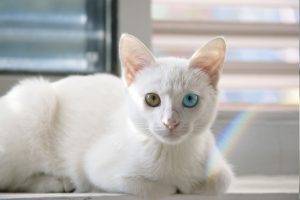 cat, Heterochromia, Animals, Pet
