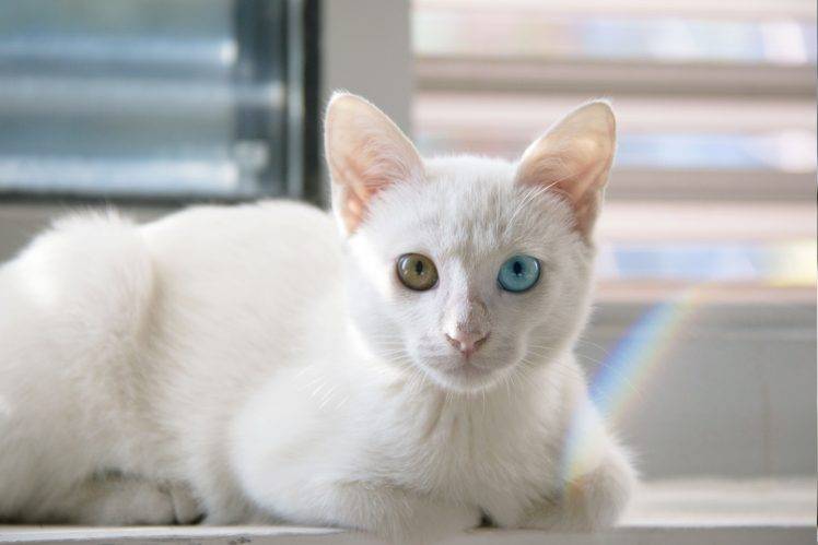 cat, Heterochromia, Animals, Pet HD Wallpaper Desktop Background