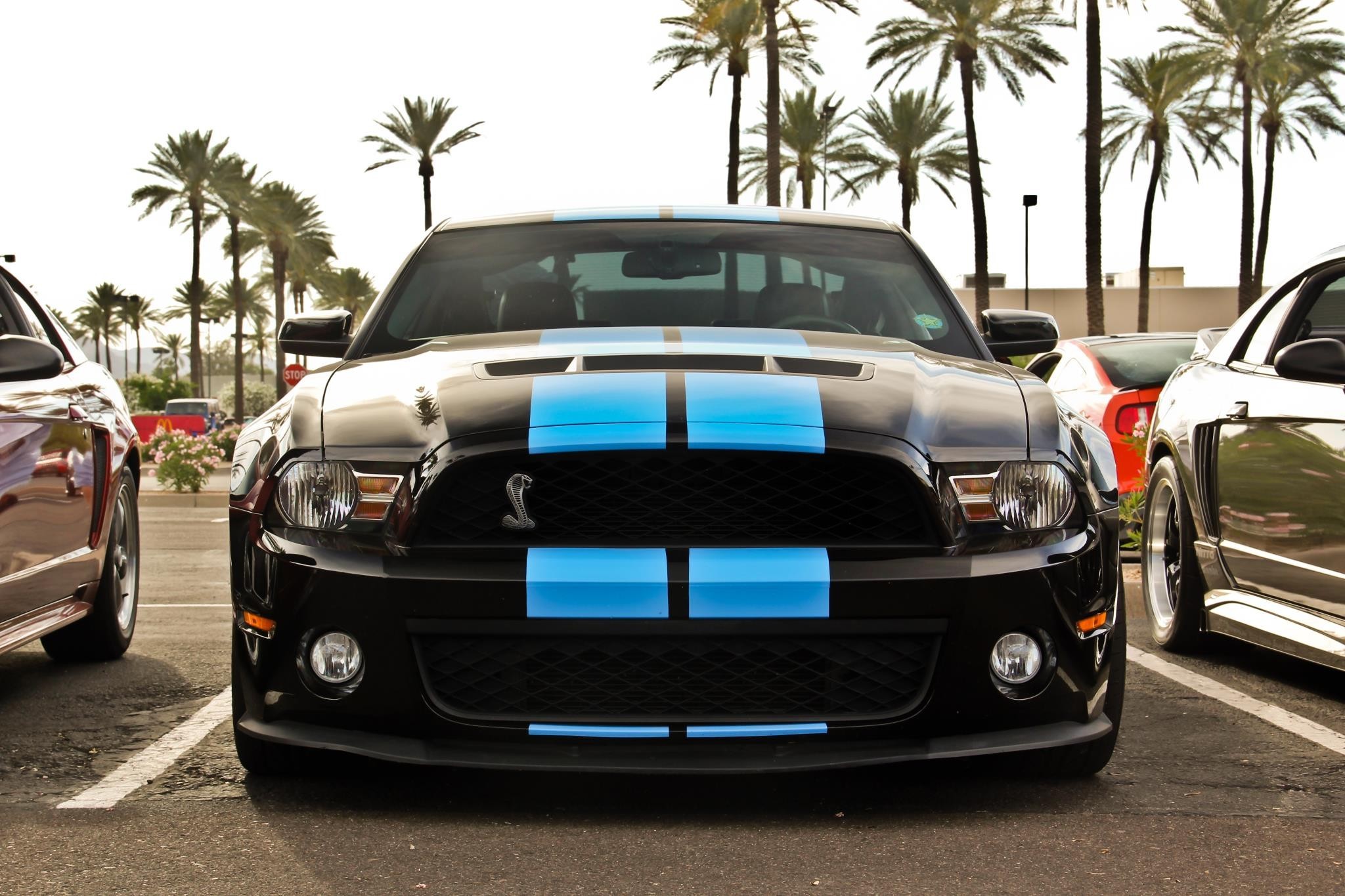 Ford Mustang, Muscle Cars, Blue Stripes, Black Paint, Shelby GT Wallpaper