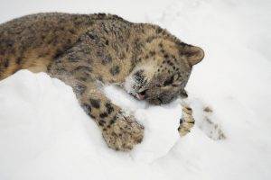 animals, Snow, Hugging, Snow Leopards