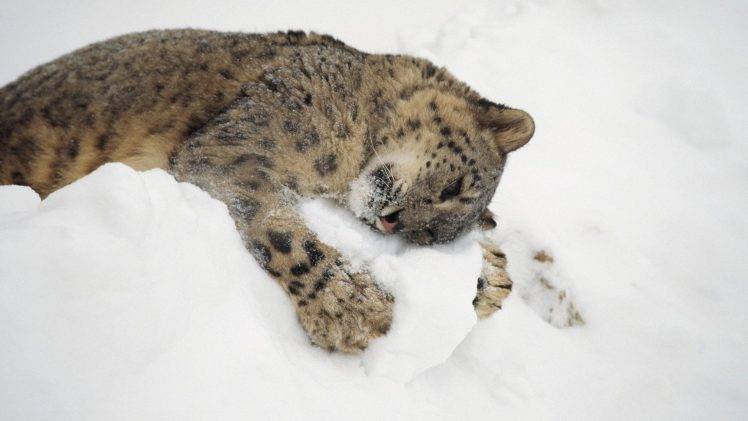animals, Snow, Hugging, Snow Leopards HD Wallpaper Desktop Background