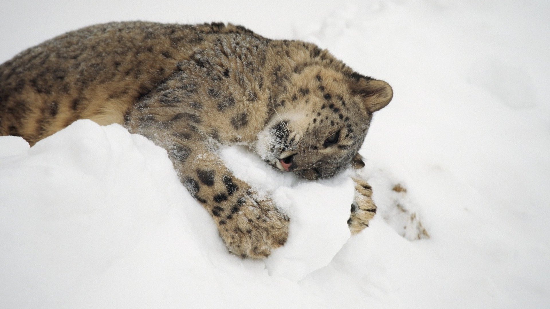 animals, Snow, Hugging, Snow Leopards Wallpaper