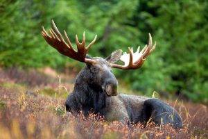 animals, Moose
