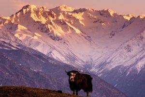 nature, Animals, Landscape, Yaks, Himalayas, Tibet, China, Hill, Mountain, Snow, Snowy Peak, Sunlight
