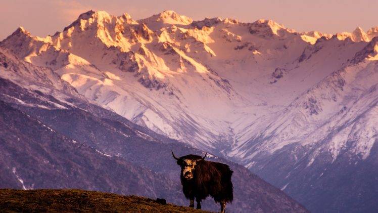nature, Animals, Landscape, Yaks, Himalayas, Tibet, China, Hill, Mountain, Snow, Snowy Peak, Sunlight HD Wallpaper Desktop Background
