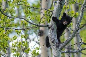 nature, Animals, Landscape, Bears, Baby Animals, Trees, Branch, Leaves, Climbing, Depth Of Field