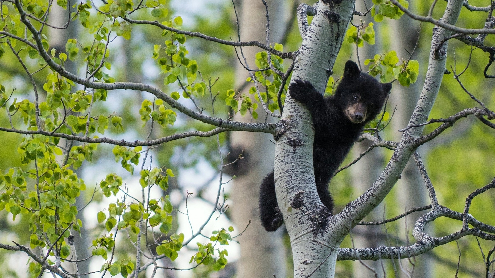 nature, Animals, Landscape, Bears, Baby Animals, Trees, Branch, Leaves, Climbing, Depth Of Field Wallpaper