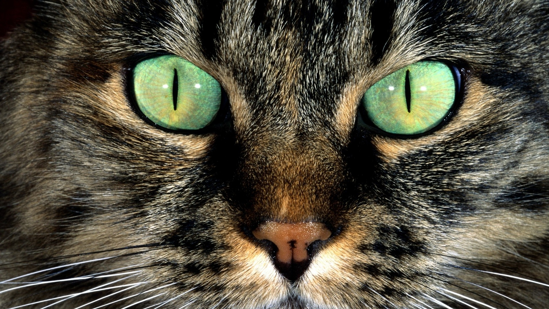 Кот лицо зеленые глаза скачать