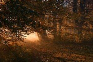 nature, Landscape, Path, Sunrise, Leaves, Forest, Fall, Sunlight, Mist