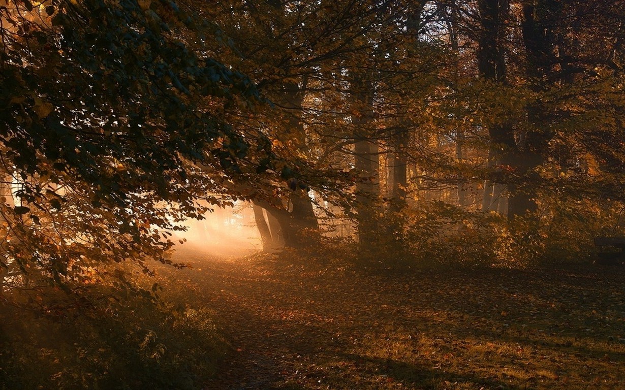 nature, Landscape, Path, Sunrise, Leaves, Forest, Fall, Sunlight, Mist Wallpaper