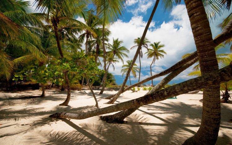 nature, Landscape, Palm Trees, Beach, Sand, Tropical, Shadow, Clouds HD Wallpaper Desktop Background