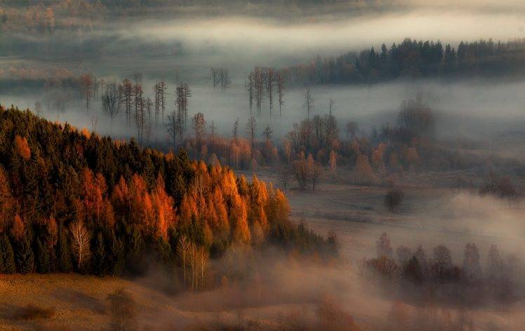 nature, Landscape, Fall, Mist, Forest, Sunrise, Trees, Hill HD Wallpaper Desktop Background