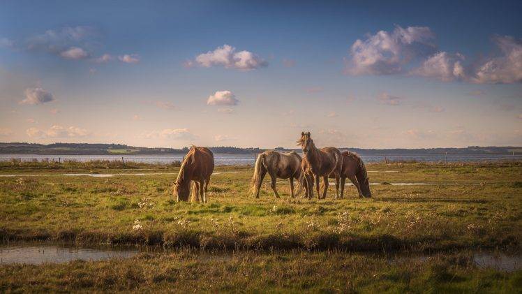 nature, Animals, Horse HD Wallpaper Desktop Background