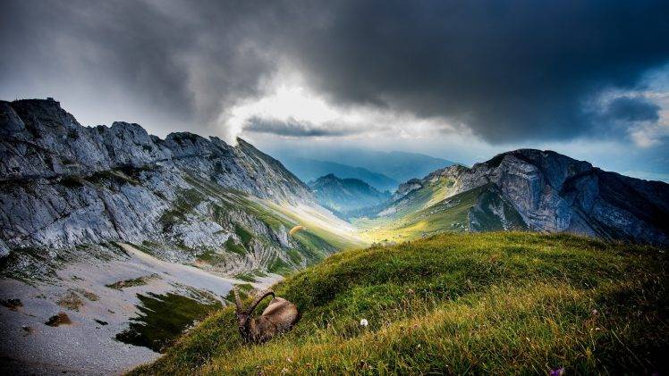 nature, Landscape, Mountain, Clouds, Trees, Forest, Hill, Grass, Switzerland, Animals, Chamois, Parachutes, Rock HD Wallpaper Desktop Background