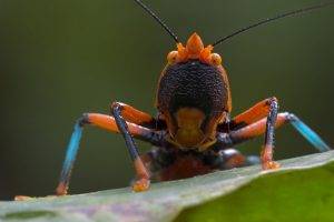 nature, Animals, Closeup, Insect, Grasshopper, Macro