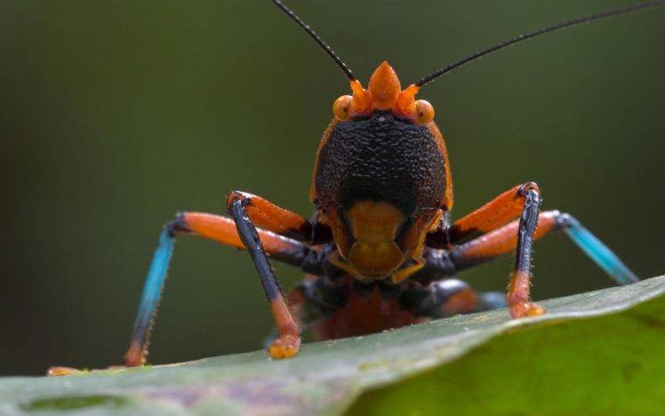 nature, Animals, Closeup, Insect, Grasshopper, Macro HD Wallpaper Desktop Background