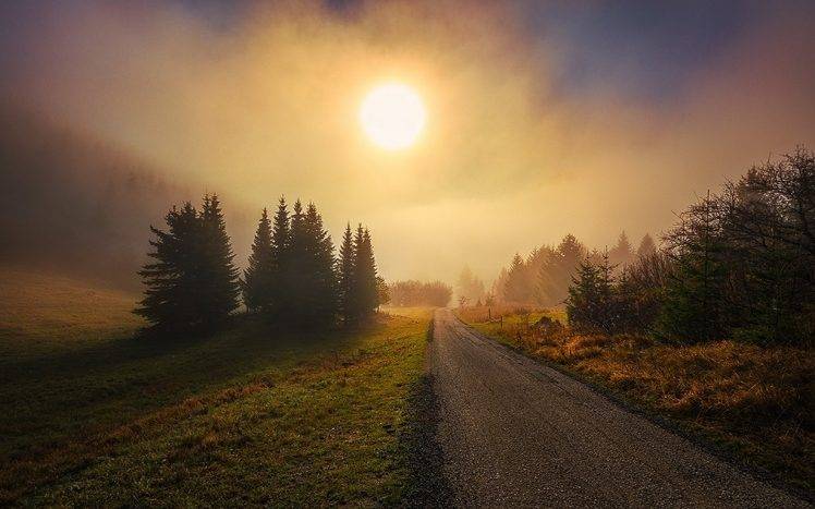 nature, Landscape, Morning, Mist, Grass, Trees, Dirt Road, Hill, Sunlight HD Wallpaper Desktop Background
