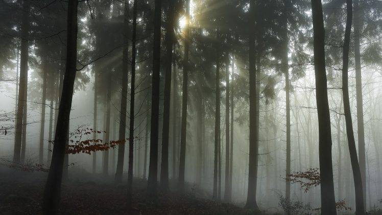 nature, Landscape, Mist, Sunrise, Forest, Grass, Trees, Sun Rays, Netherlands HD Wallpaper Desktop Background