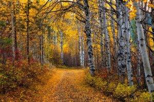 nature, Landscape, Aspen, Trees, Leaves, Yellow, Path, Shrubs, Forest, Dirt Road