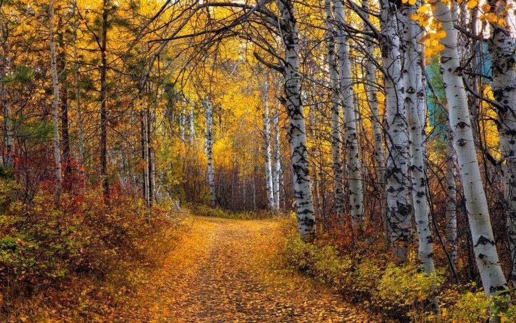 nature, Landscape, Aspen, Trees, Leaves, Yellow, Path, Shrubs, Forest, Dirt Road HD Wallpaper Desktop Background