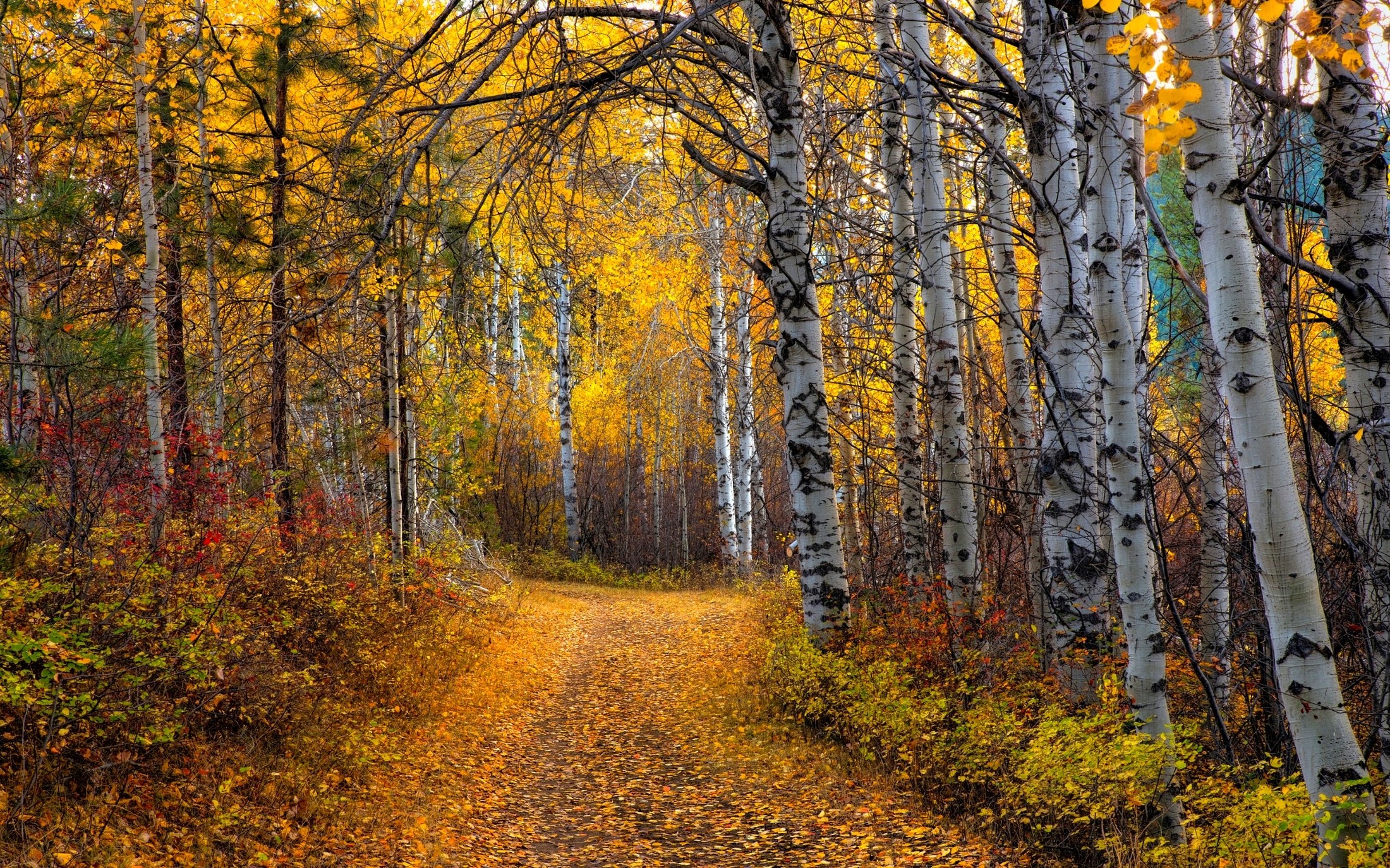 nature, Landscape, Aspen, Trees, Leaves, Yellow, Path, Shrubs, Forest, Dirt Road Wallpaper