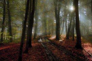 nature, Landscape, Fall, Mist, Forest, Leaves, Puddle, Sunlight, Path, Tracks, Netherlands, Trees