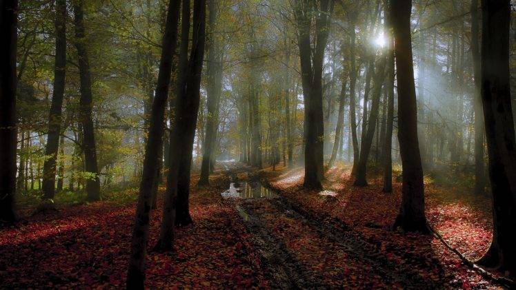 nature, Landscape, Fall, Mist, Forest, Leaves, Puddle, Sunlight, Path, Tracks, Netherlands, Trees HD Wallpaper Desktop Background
