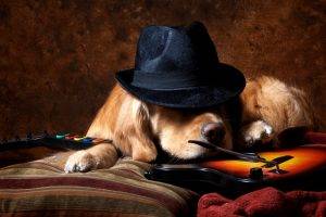 animals, Dog, Video Games, Guitar, Hat, Golden Retrievers, Guitar Hero