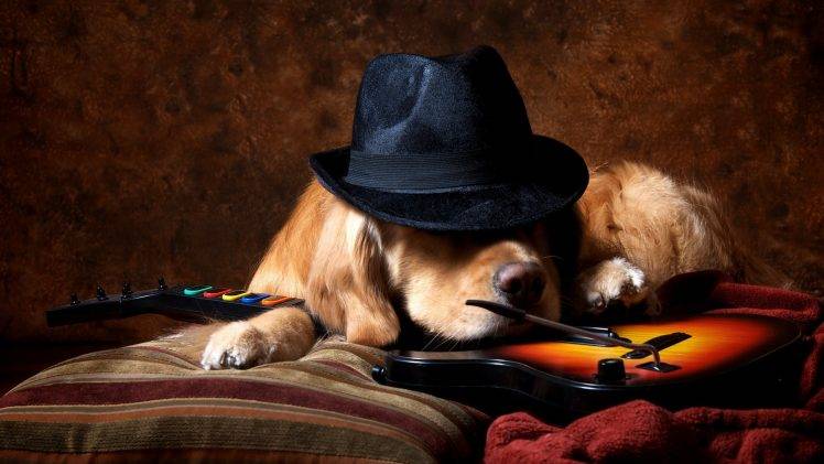 animals, Dog, Video Games, Guitar, Hat, Golden Retrievers, Guitar Hero HD Wallpaper Desktop Background