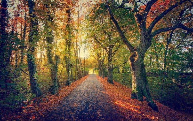 nature, Landscape, Path, Trees, Shrubs, Leaves, Fall, Moss, Morning, Sunlight, Germany HD Wallpaper Desktop Background