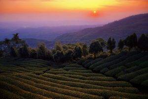 nature, Landscape, Mist, Sunset, Tea, Mountain, Trees, Taiwan, Field, Sky