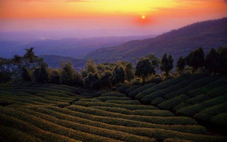nature, Landscape, Mist, Sunset, Tea, Mountain, Trees, Taiwan, Field, Sky HD Wallpaper Desktop Background