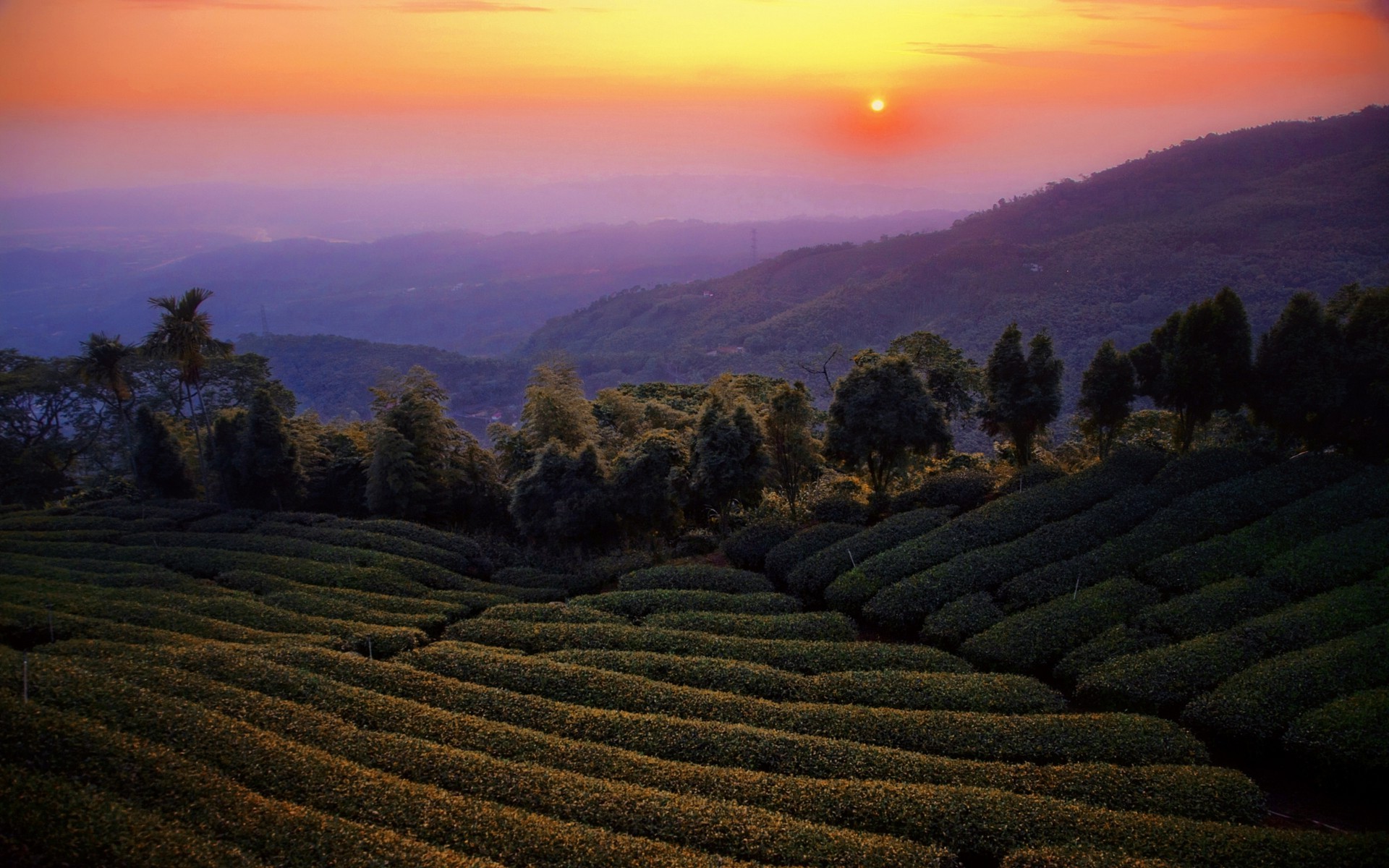 nature, Landscape, Mist, Sunset, Tea, Mountain, Trees, Taiwan, Field