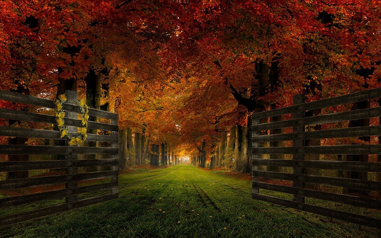 nature, Landscape, Gates, Path, Grass, Trees, Fall, Leaves Wallpaper