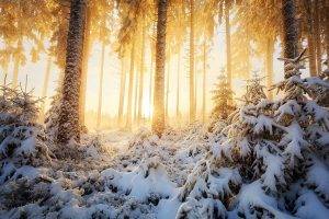 nature, Landscape, Winter, Sunrise, Forest, Mist, Sunlight, Snow, Trees, White, Cold, Yellow