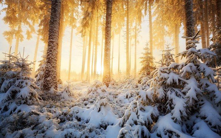 nature, Landscape, Winter, Sunrise, Forest, Mist, Sunlight, Snow, Trees, White, Cold, Yellow HD Wallpaper Desktop Background