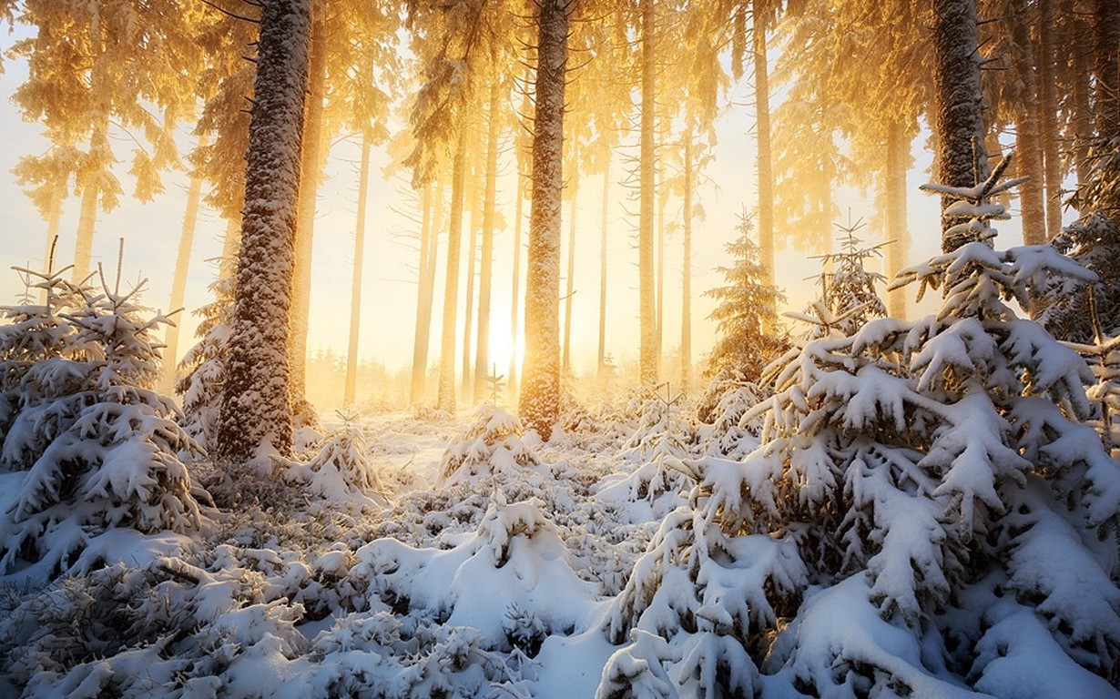 nature, Landscape, Winter, Sunrise, Forest, Mist, Sunlight, Snow, Trees, White, Cold, Yellow Wallpaper