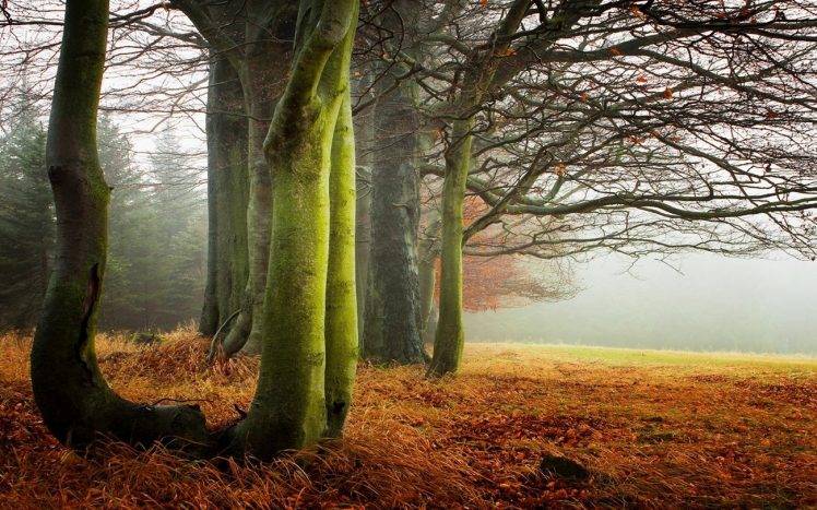 nature, Landscape, Morning, Mist, Dry Grass, Trees, Fall HD Wallpaper Desktop Background