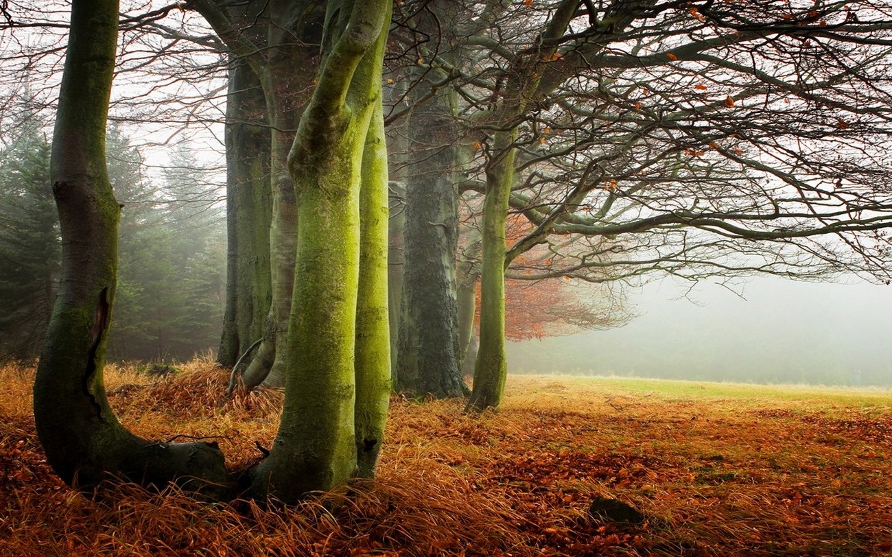 nature, Landscape, Morning, Mist, Dry Grass, Trees, Fall Wallpaper