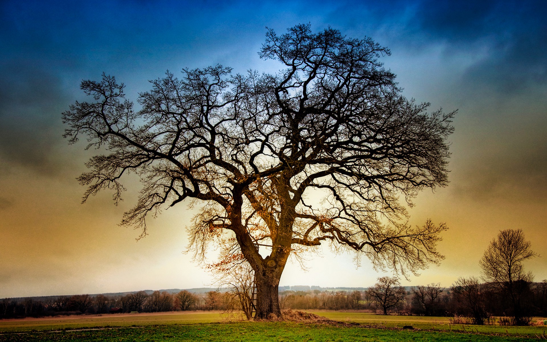 nature, Sunset, Trees, HDR Wallpaper