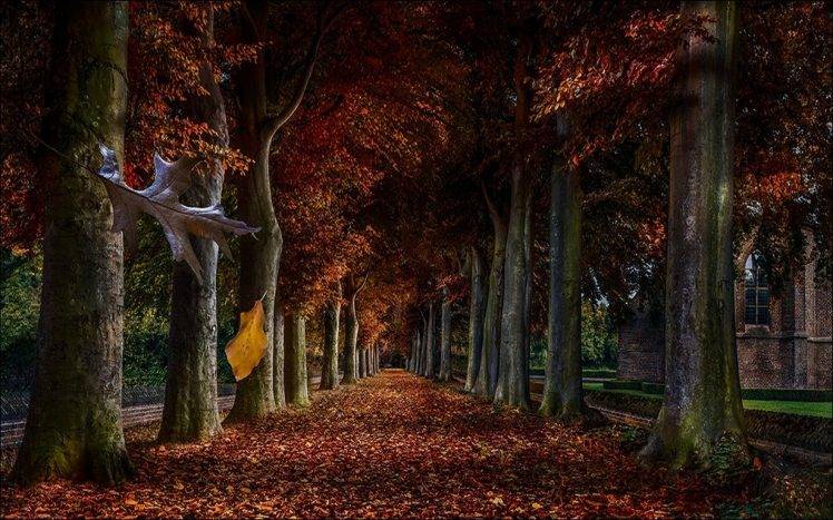 landscape, Nature, Germany, Trees, Fall, Leaves HD Wallpaper Desktop Background