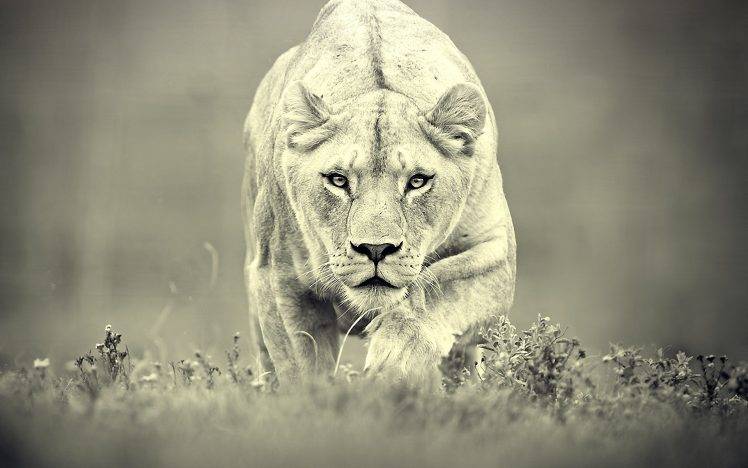 nature, Animals, Grass, Lion HD Wallpaper Desktop Background