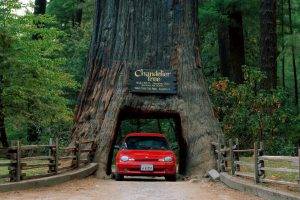 nature, Grass, Trees, Car, Record, Road, California, USA, Dodge Neon