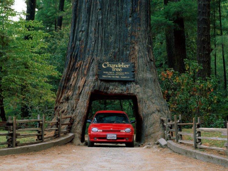 nature, Grass, Trees, Car, Record, Road, California, USA, Dodge Neon HD Wallpaper Desktop Background