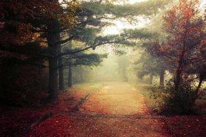 landscape, Nature, Fall, Park, Trees, Leaves, Mist, Grass, Morning, Path, Walkway, Daylight, Shrubs