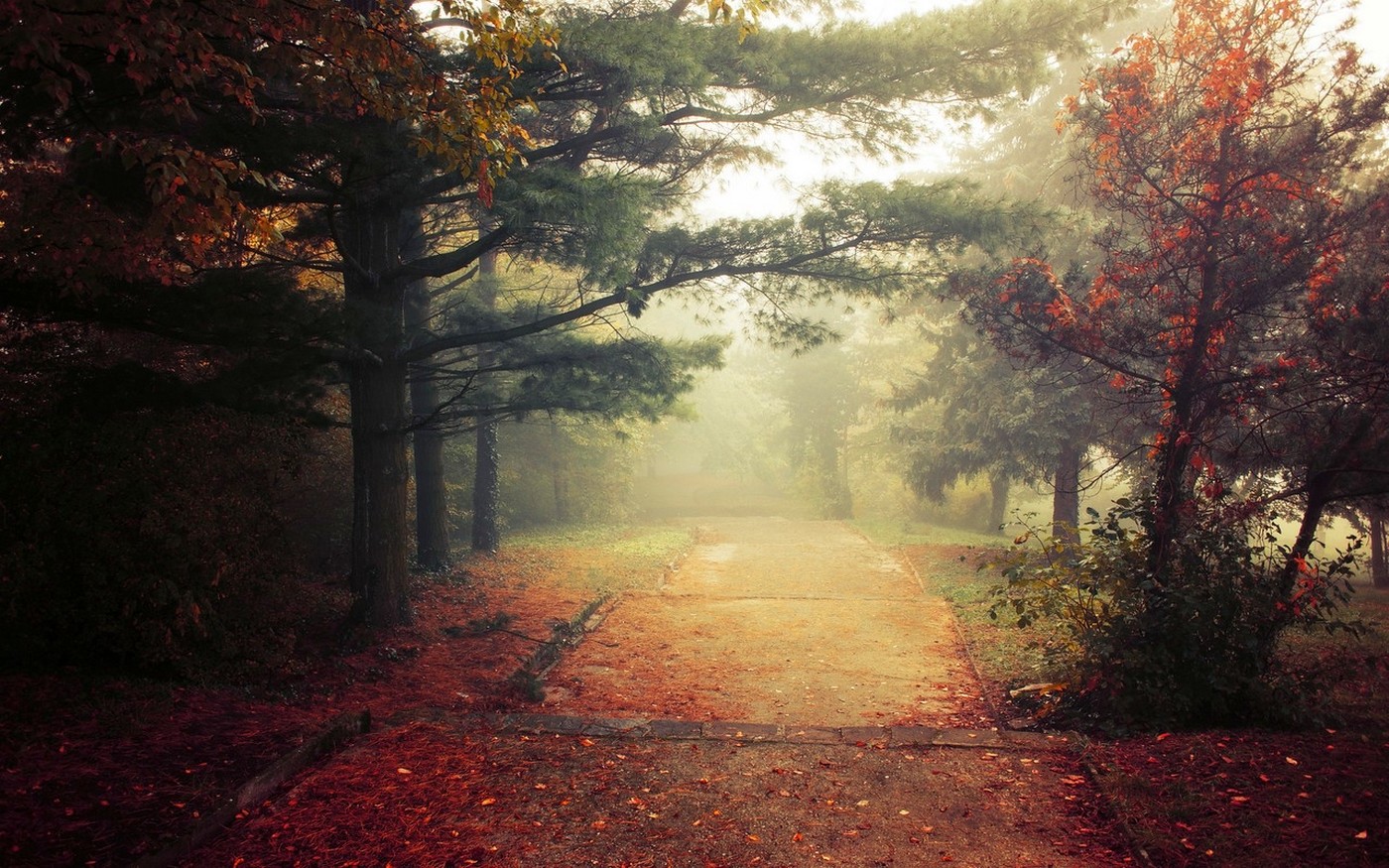 landscape, Nature, Fall, Park, Trees, Leaves, Mist, Grass, Morning, Path, Walkway, Daylight, Shrubs Wallpaper