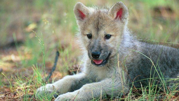 animals, Wolf, Baby Animals, Cubs HD Wallpaper Desktop Background