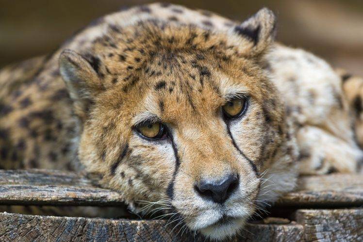animals, Cheetah HD Wallpaper Desktop Background