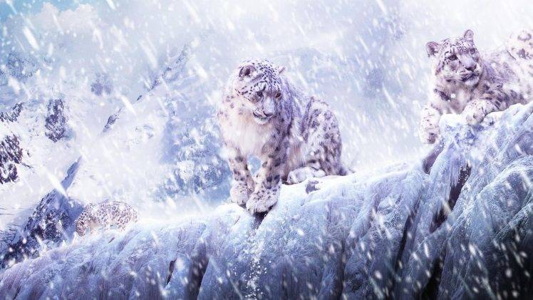 nature, Animals, Leopard, Snow Leopards, Snow HD Wallpaper Desktop Background