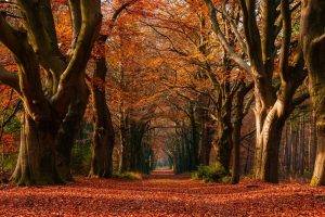 nature, Landscape, Fall, Leaves, Trees, Path, Netherlands, Colorful, Tunnel, Morning